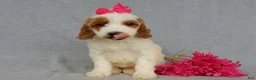 Mini Goldendoodle dogs for sale: Princess-MEDIUM - Ad 1