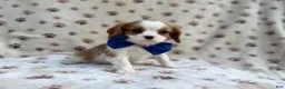 Cavalier King Charles Spaniel dogs for sale: Owen - Ad 5