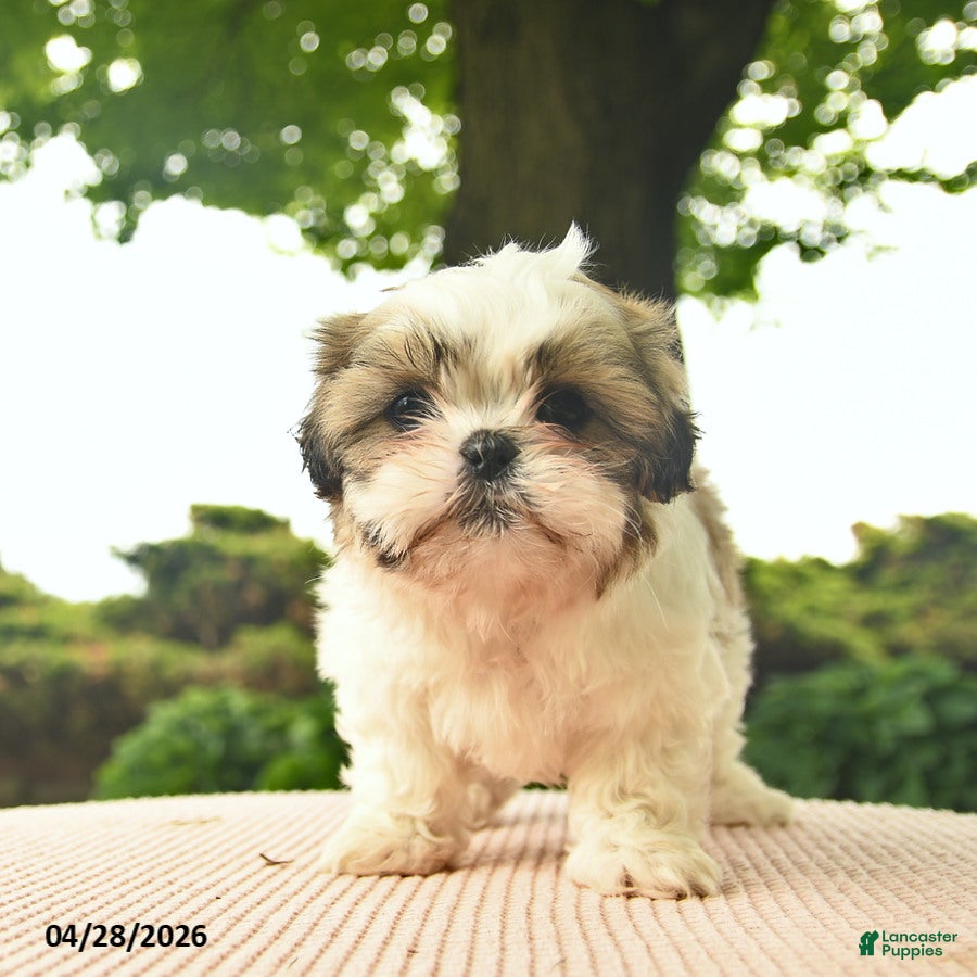 Shih Tzu dogs Lancelot - Ad 1