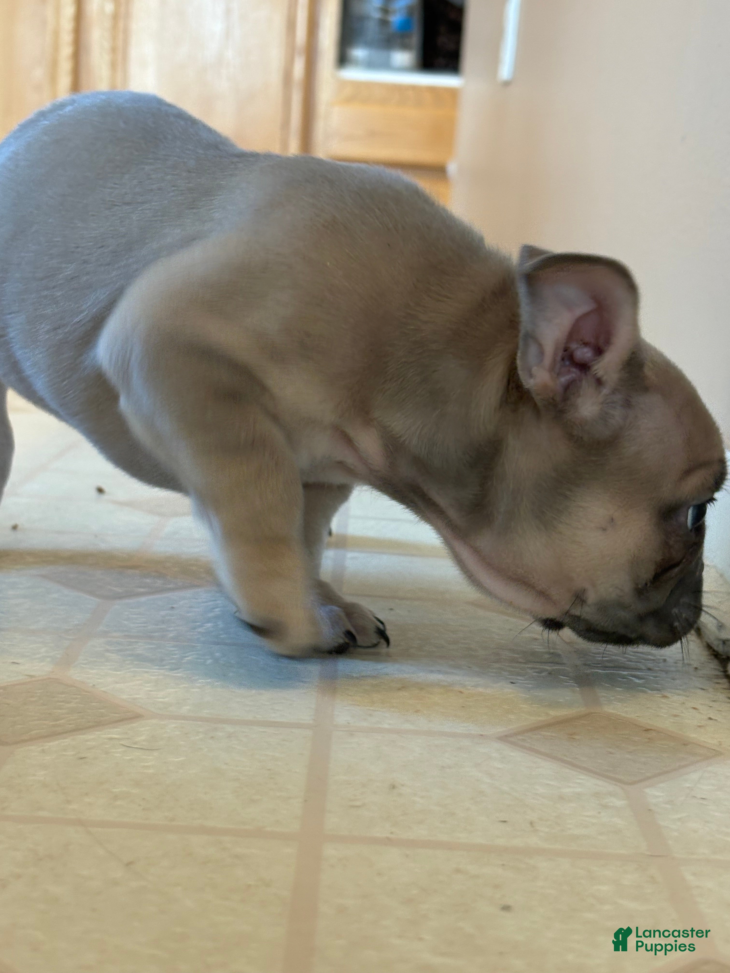 French Bulldog dogs French Bulldog Puppy 1 - Ad 27