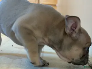 French Bulldog dogs French Bulldog Puppy 1 - Ad 27