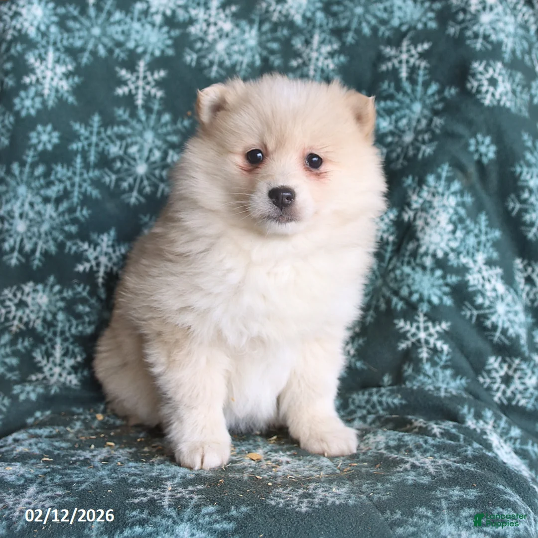 Pomsky dogs for sale: Lexi  - Ad 4