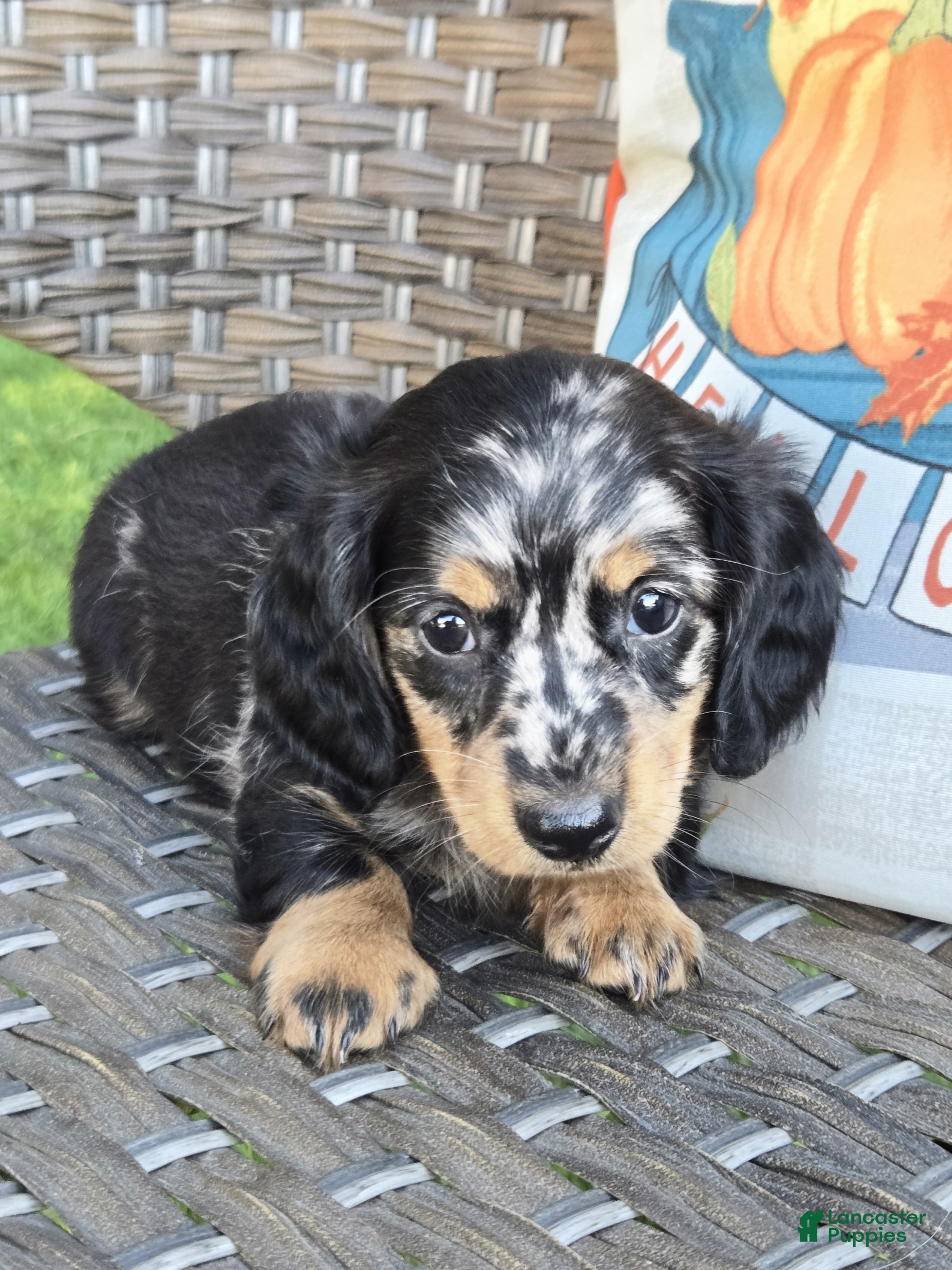 Miniature Dachshund dogs Hank - Ad 2