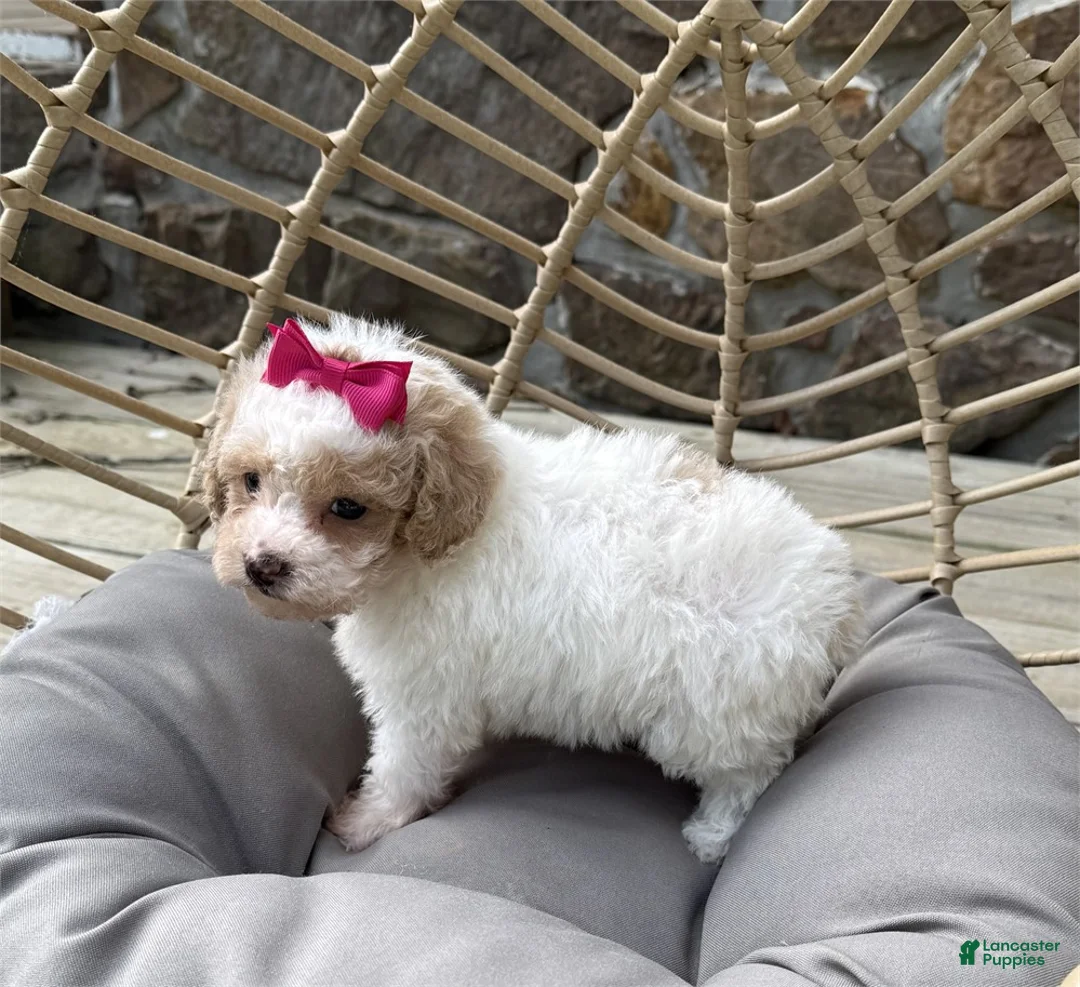 Toy Poodle dogs for sale: Toy Poodle Puppy 1 - Ad 1