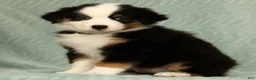 Australian Shepherd dogs for sale: Sadie - Ad 5