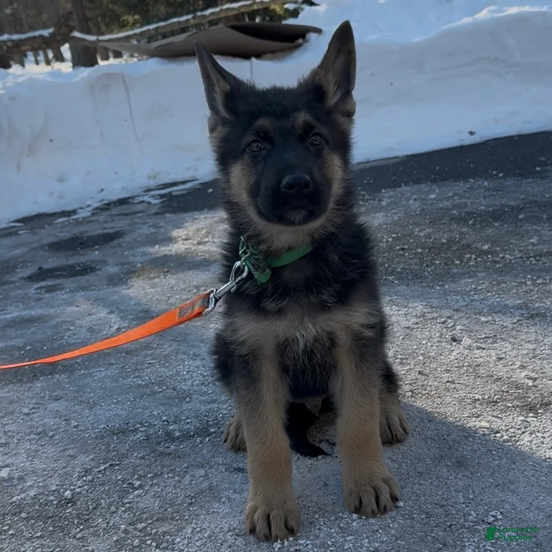 German Shepherd dogs for sale: SWAYZE - Ad 4