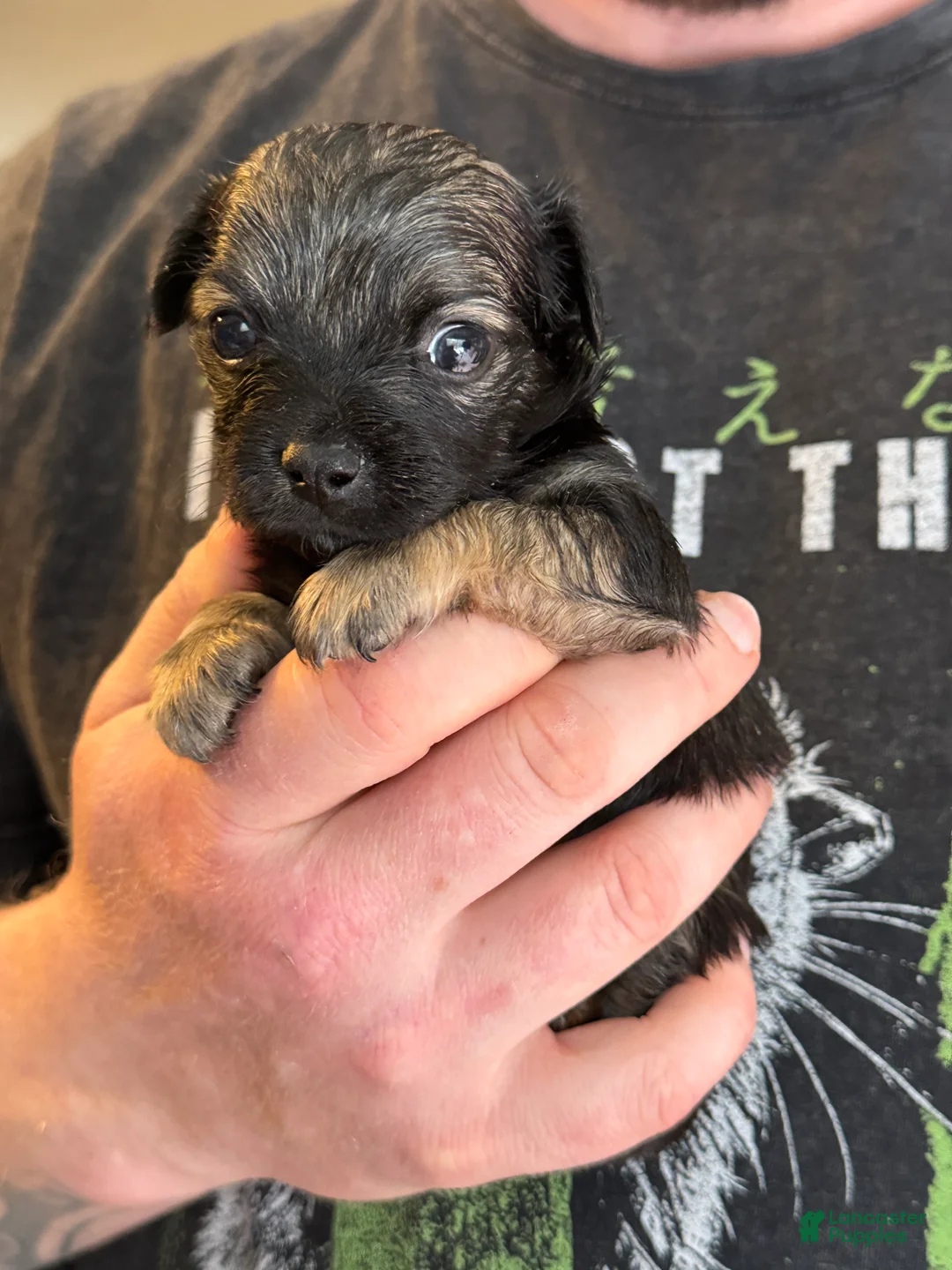 Chihuahua dogs for sale: Brandy  - Ad 28