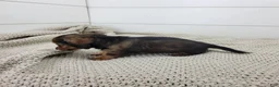 Miniature Dachshund dogs for sale: Miniature Dachshund 2 - Ad 4