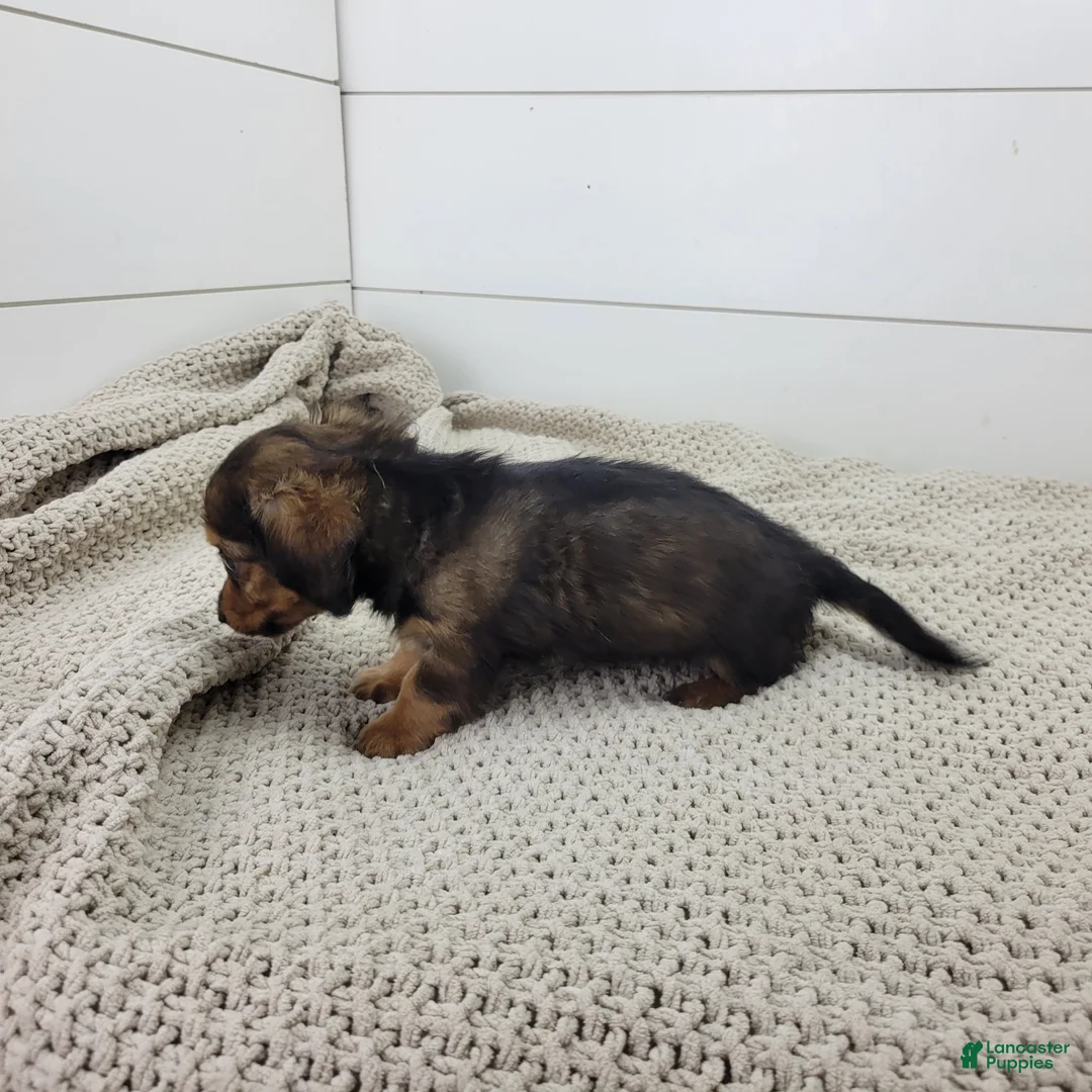 Miniature Dachshund dogs for sale: Miniature Dachshund 2 - Ad 4