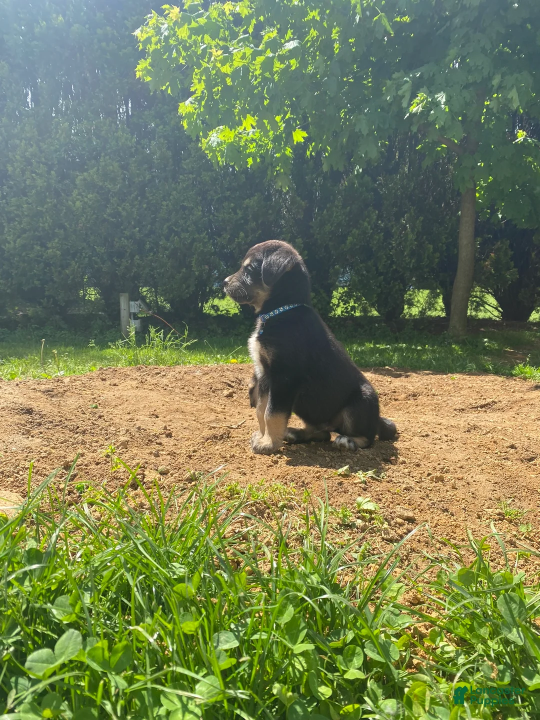 Goberian dogs for sale: Astronaut  - Ad 2