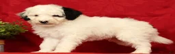 Mini Sheepadoodle dogs for sale: Finn - Ad 2