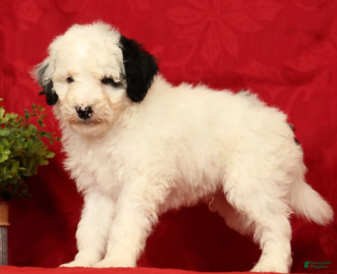 Mini Sheepadoodle dogs for sale: Finn - Ad 2