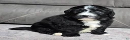 Mini Bernedoodle dogs for sale: Mini Blaze - Ad 16