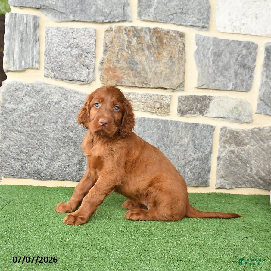 Irish Setter dogs Cutie - Ad 2