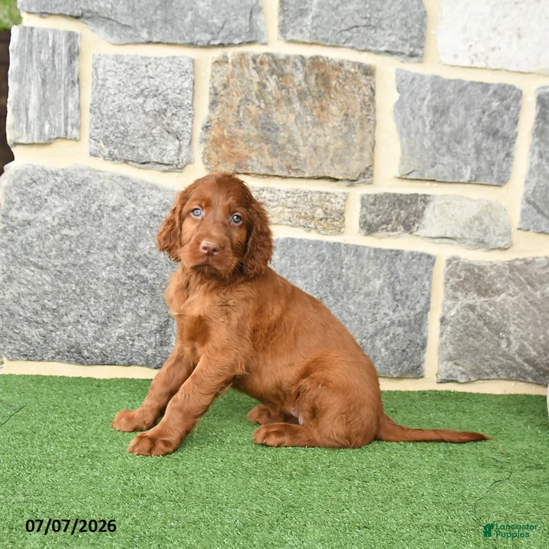 Irish Setter dogs for sale: Cutie - Ad 2