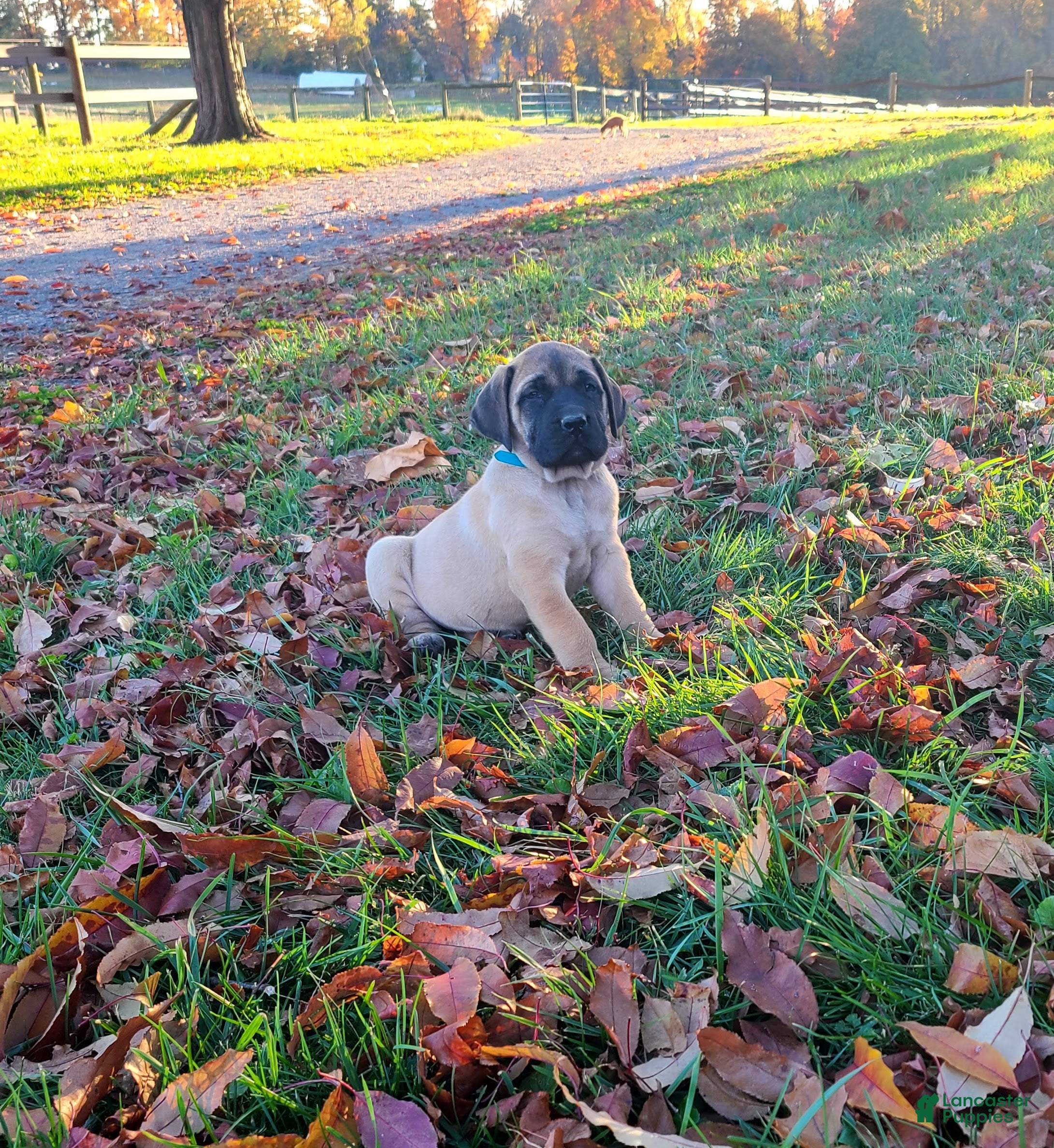 English Mastiff dogs for sale: Trooper - Ad 2