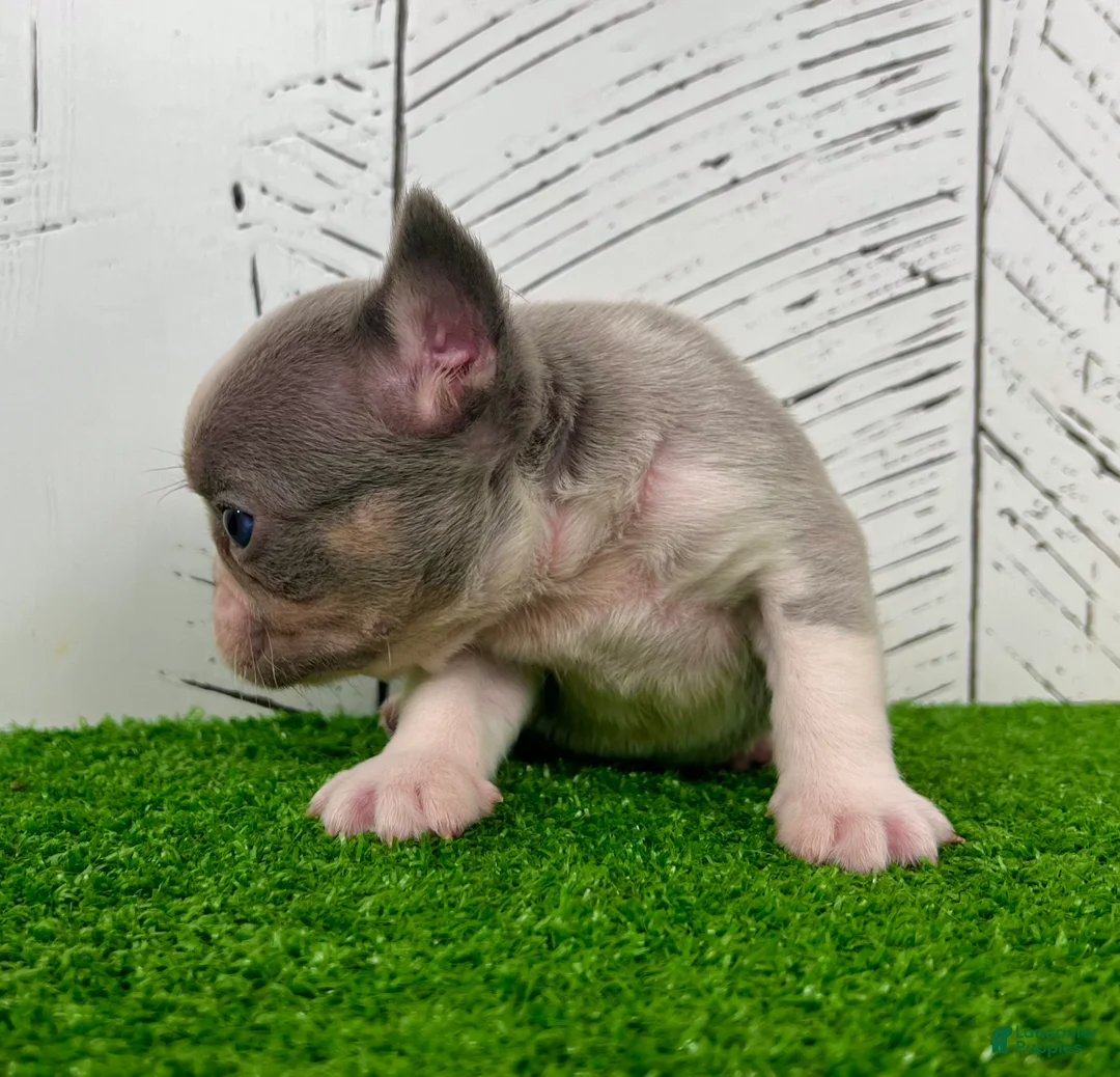 French Bulldog dogs for sale: Lynn - Ad 5