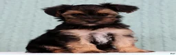 Yorkiepoo dogs for sale: Bingo - Ad 3