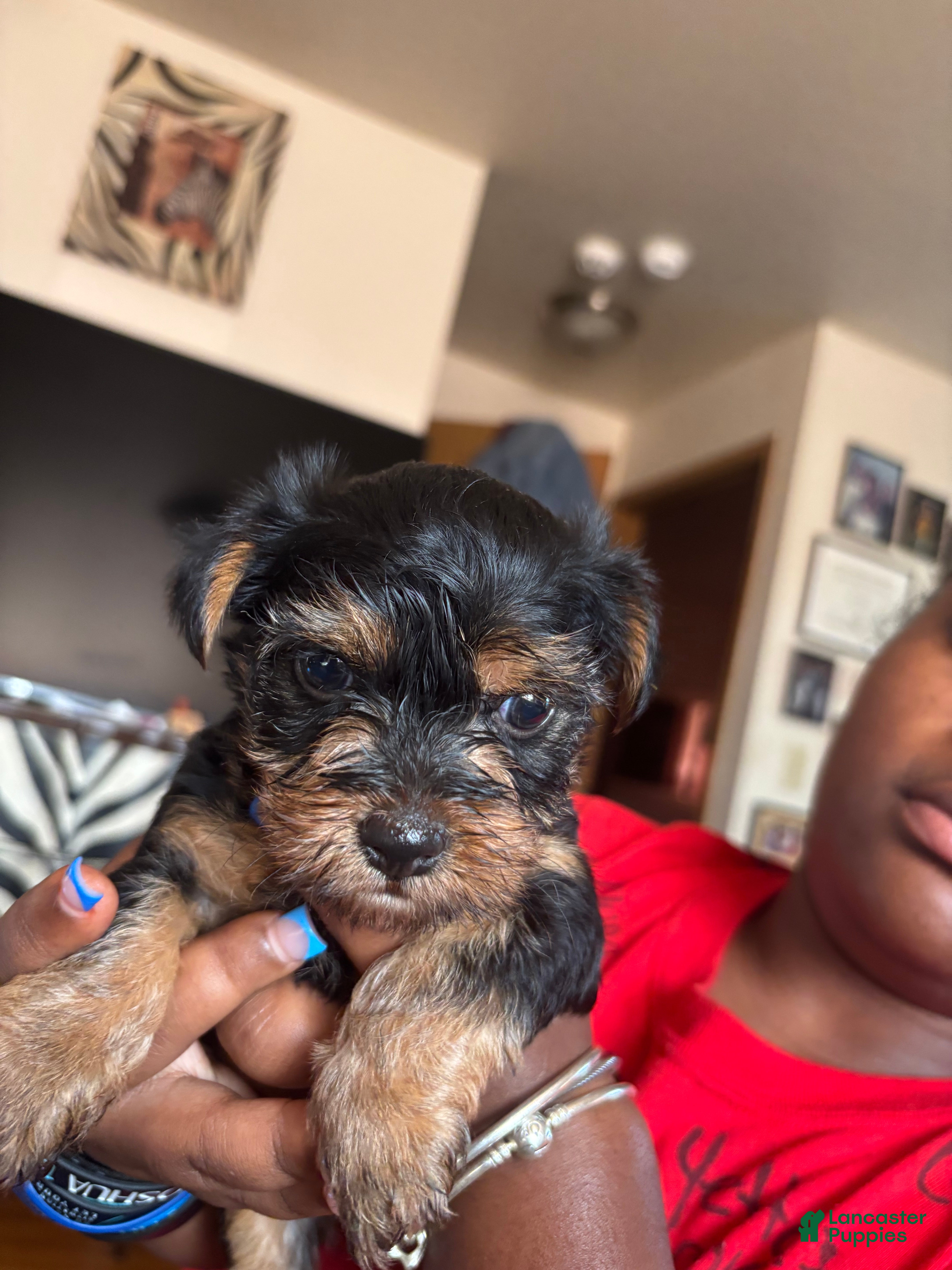Yorkshire Terrier dogs Daisy - Ad 2