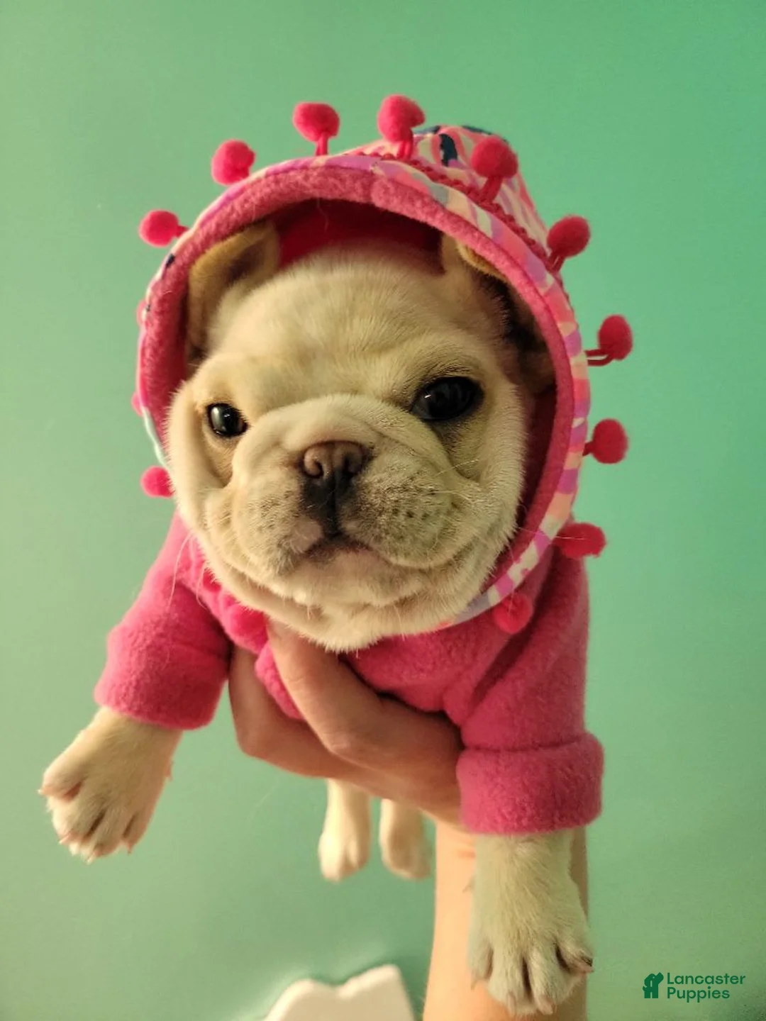 Gallery Image {{count}}