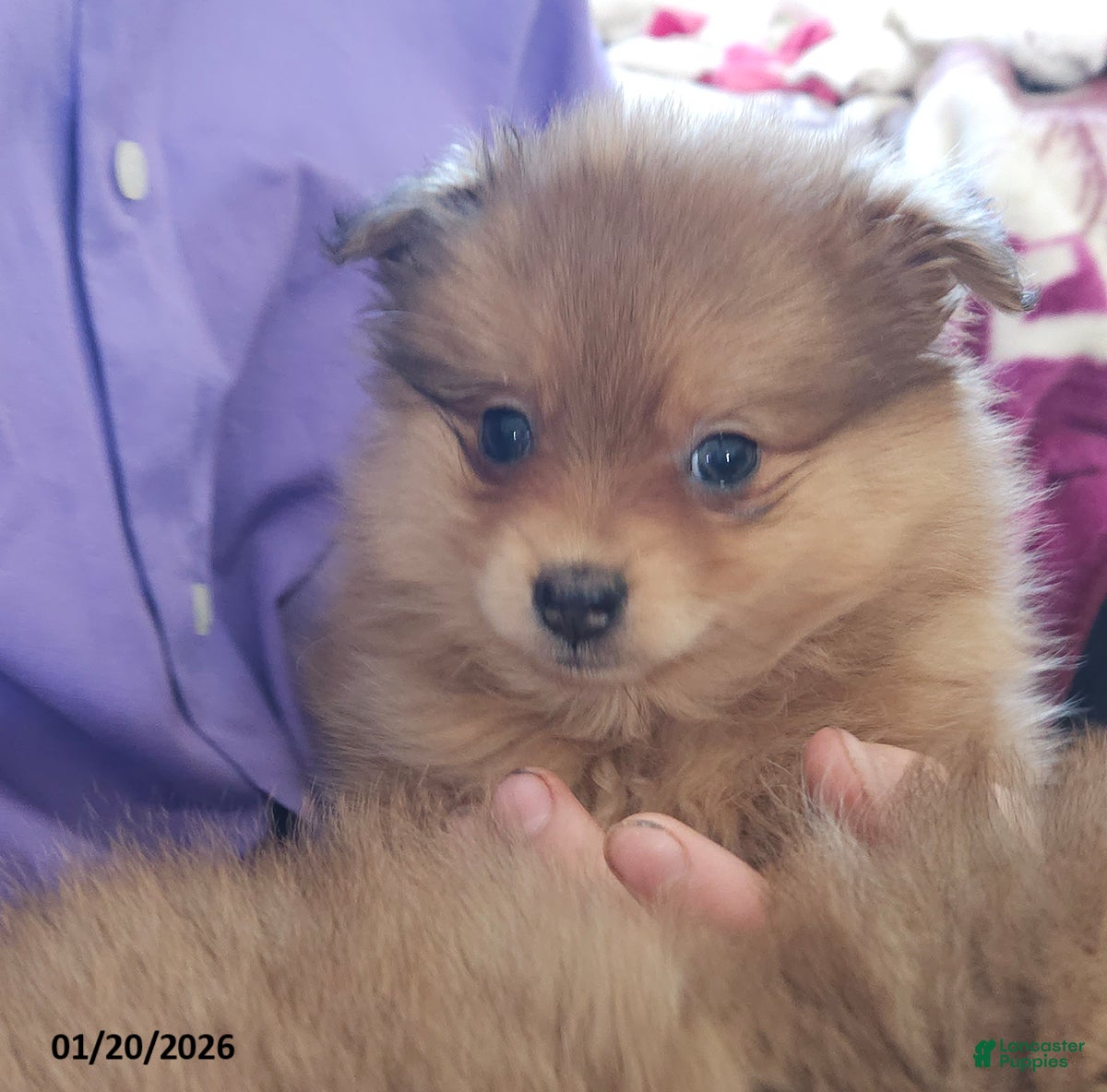 Pomeranian dogs Chloe - Ad 22