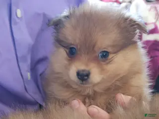 Pomeranian dogs Chloe - Ad 24