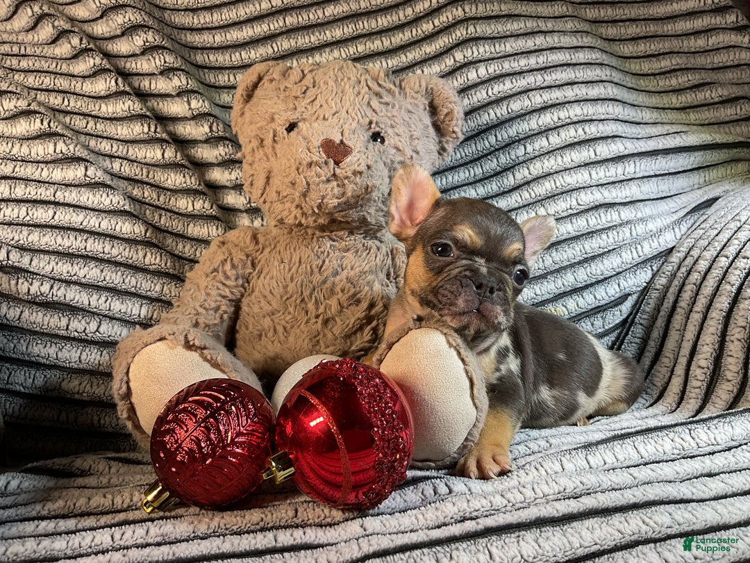 French Bulldog dogs for sale: Max  - Ad 10