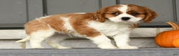 Cavalier King Charles Spaniel dogs for sale: Charlie - Ad 6