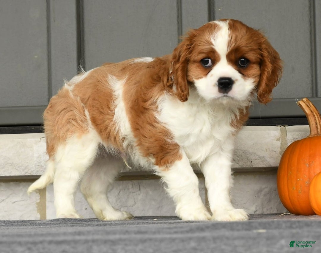 Cavalier King Charles Spaniel dogs for sale: Charlie - Ad 6