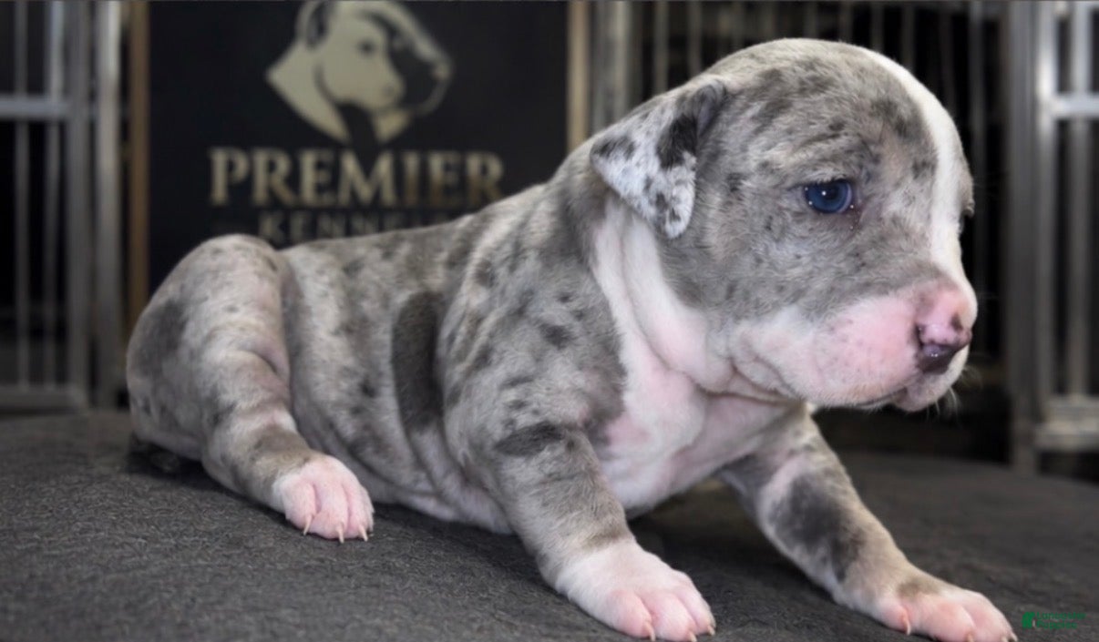 American Bully dogs Lotto - Ad 2