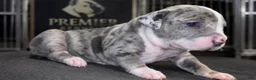 American Bully dogs for sale: Lotto - Ad 2