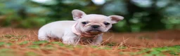 French Bulldog dogs for sale: Sophie - Ad 9