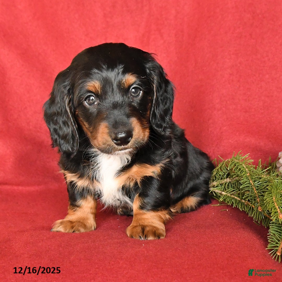 Dachshund dogs for sale: Rover - Ad 2
