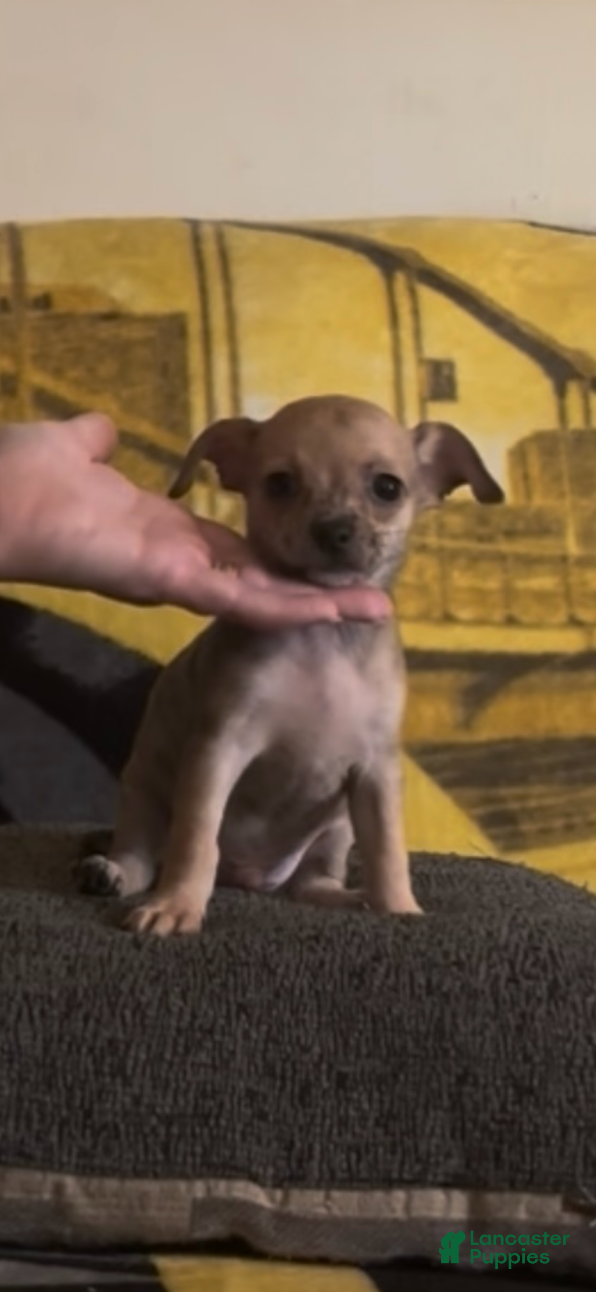 Chiweenie dogs Fireball - Ad 1