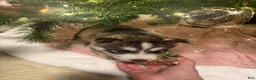 Siberian Husky dogs for sale: Niklaus - Ad 3