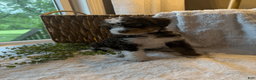 Mini Bernedoodle dogs for sale: Ella - Ad 4