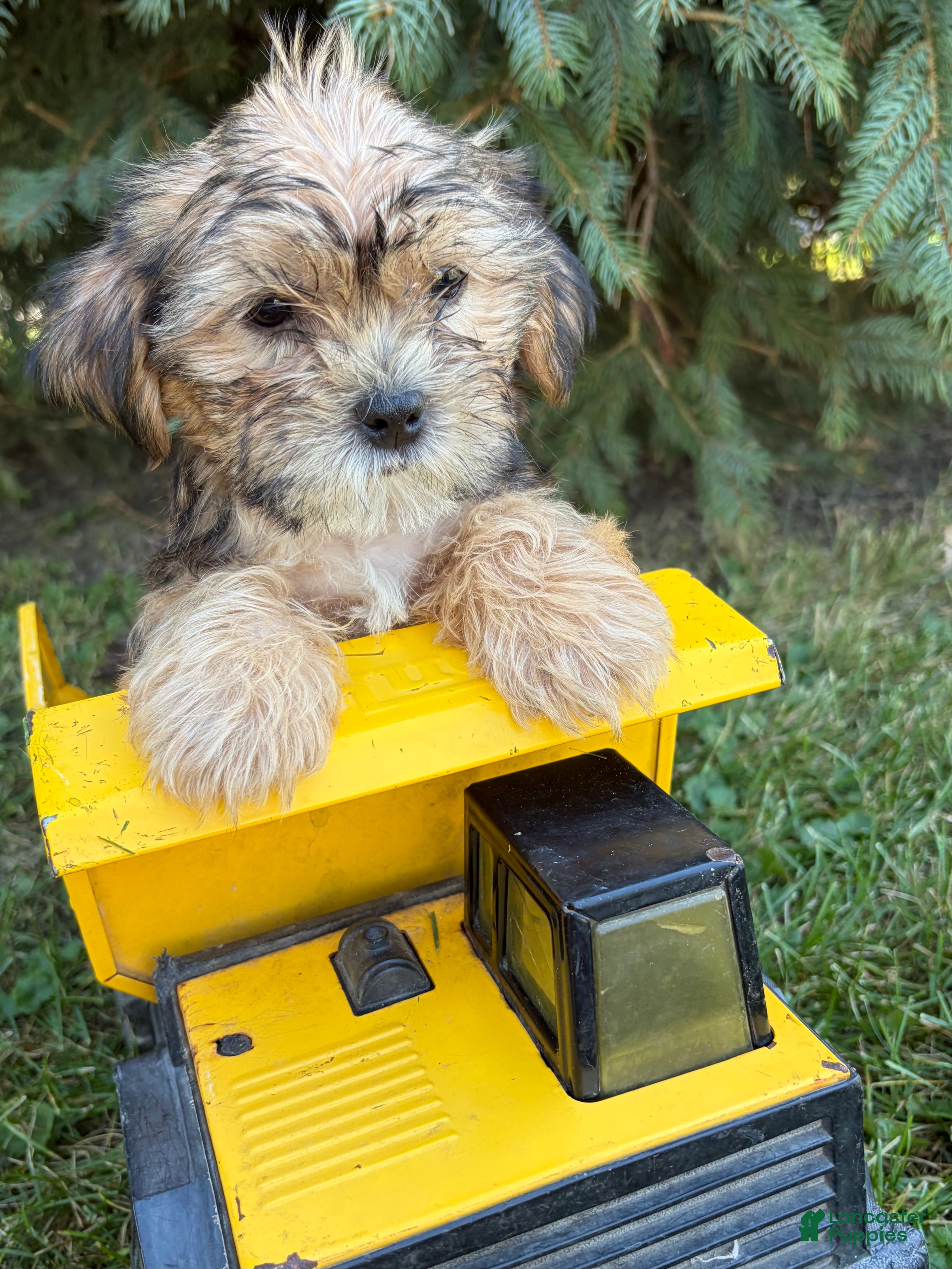 Shorkie dogs Ace - Ad 2