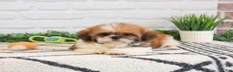 Shih Tzu dogs for sale: Flash  - Ad 2