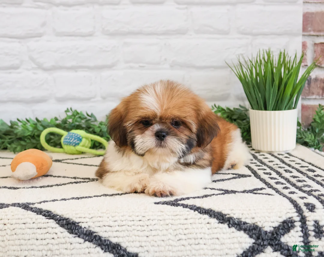 Shih Tzu dogs for sale: Flash  - Ad 2