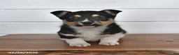 Welsh Corgi Pembroke dogs for sale: Truffle   - Ad 1