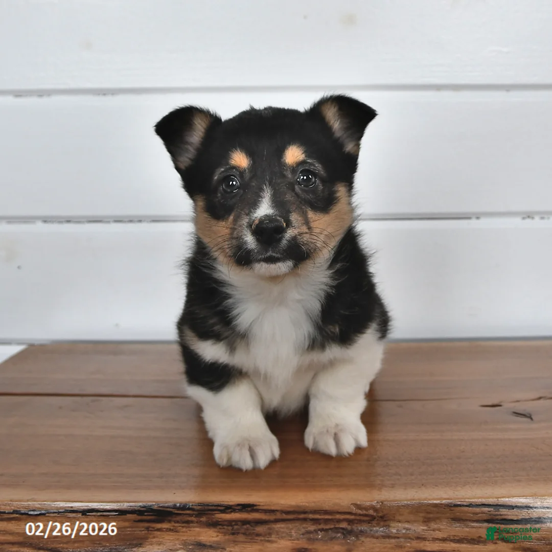 Welsh Corgi Pembroke dogs for sale: Truffle   - Ad 1