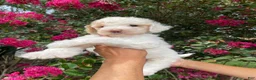 Goldendoodle dogs for sale: Charlie - Ad 5