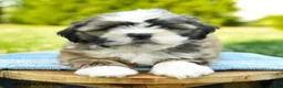 Shih Tzu dogs for sale: Sophie - Ad 3