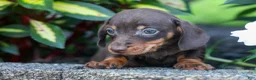 Miniature Dachshund dogs for sale: Zippy🐾 - Ad 9