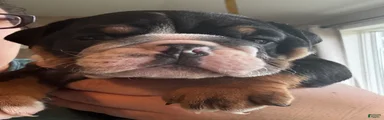 Mack