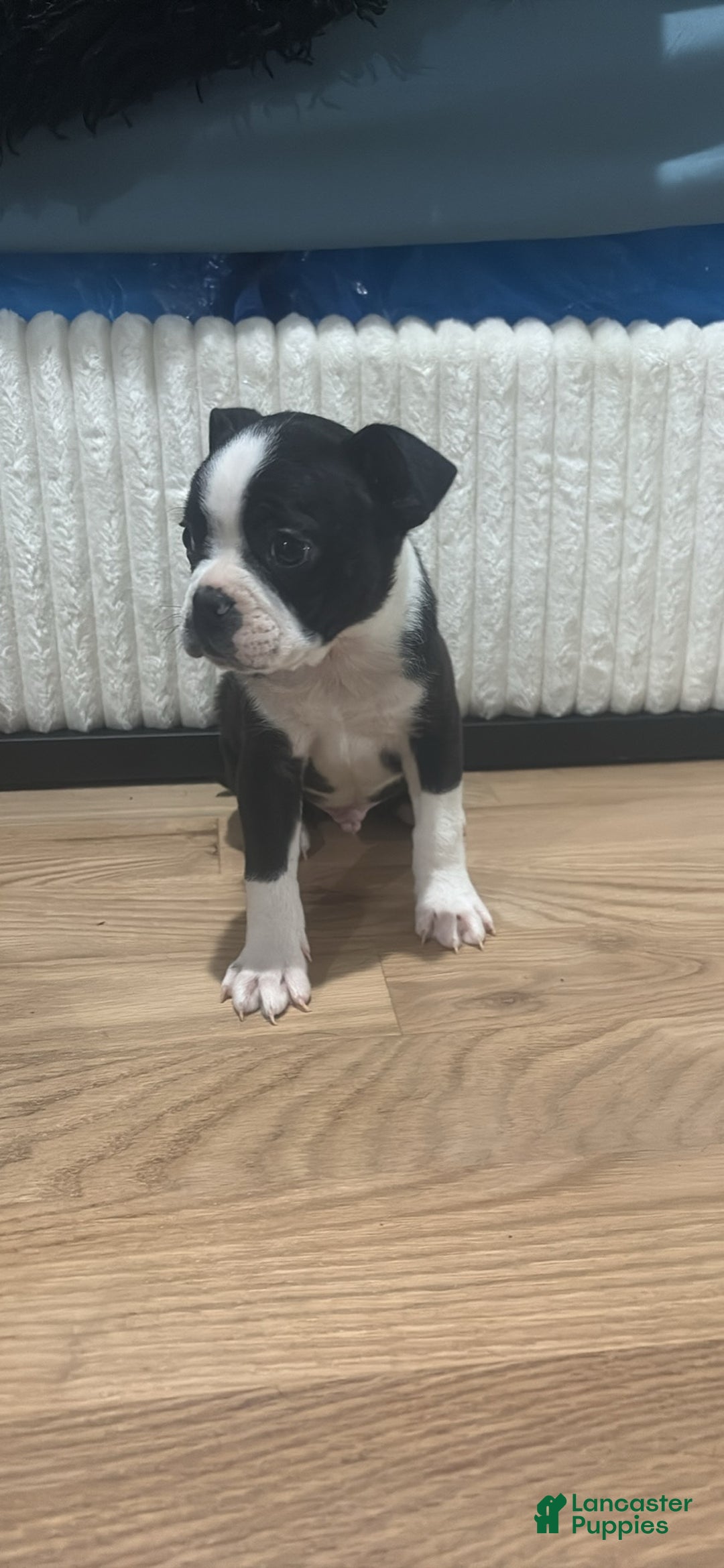 Mixed Breed dogs for sale: Mixed Breed Puppy 3 - Ad 3