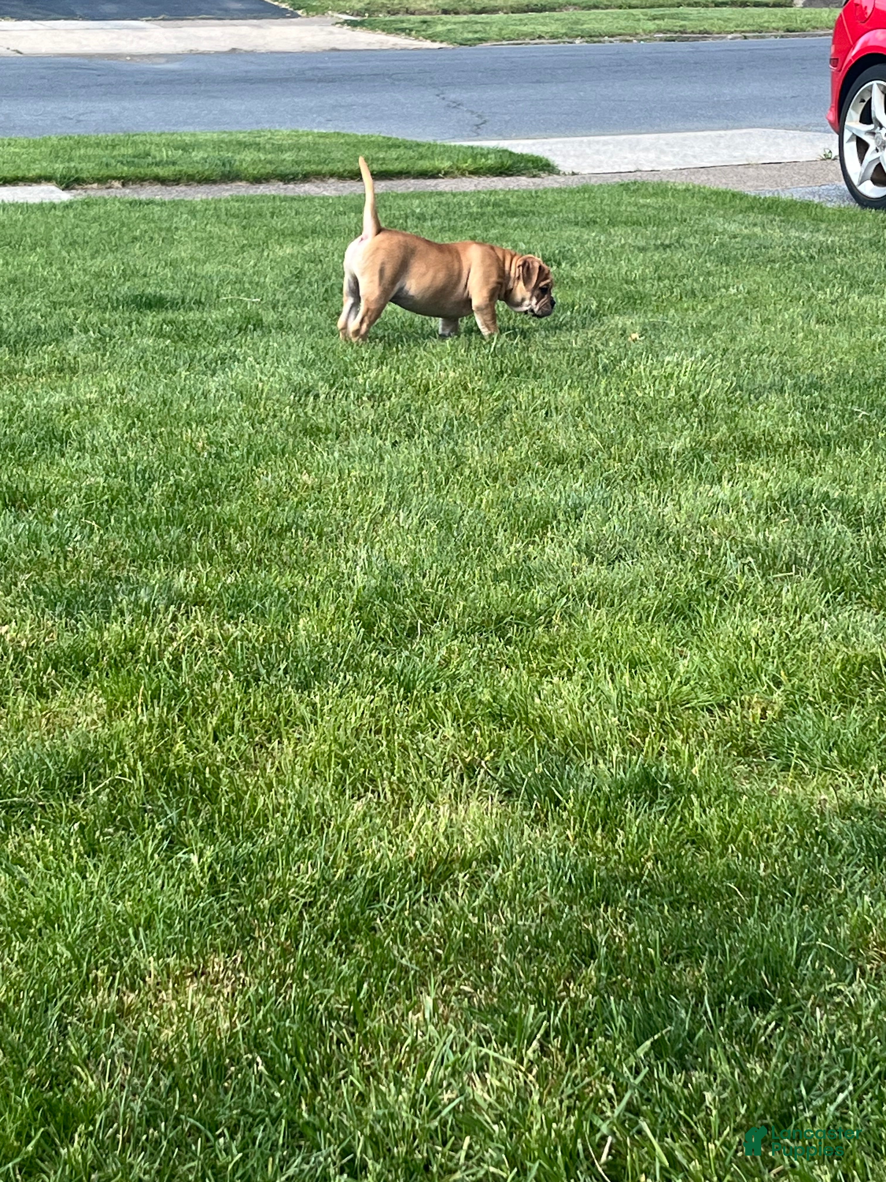 Mixed Breed dogs Bear  - Ad 26