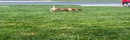 Mixed Breed dogs for sale: Bear  - Ad 1