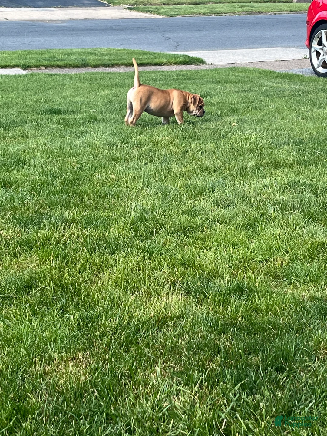 Mixed Breed dogs for sale: Bear  - Ad 1