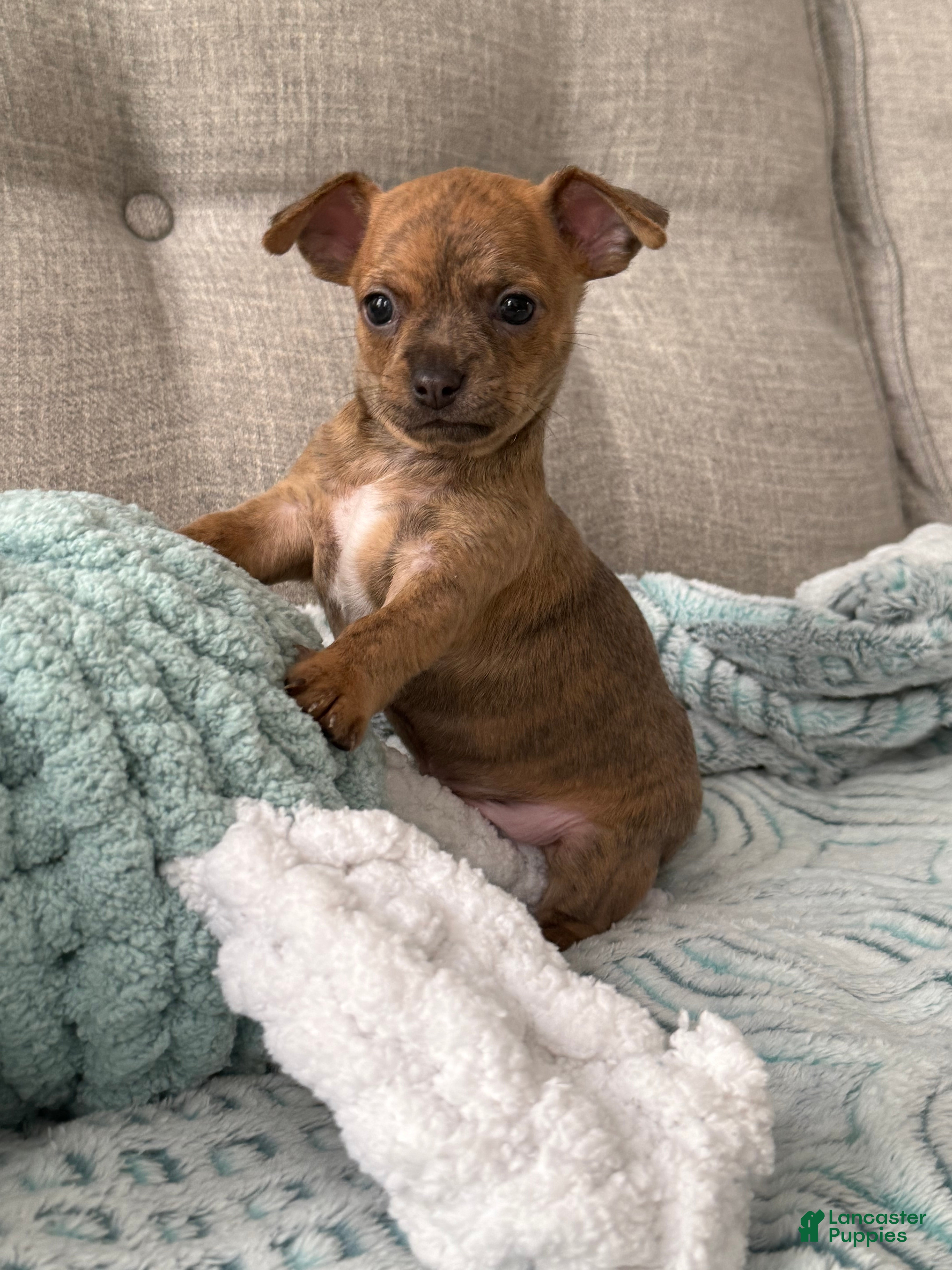 Chihuahua dogs Sully - Ad 2